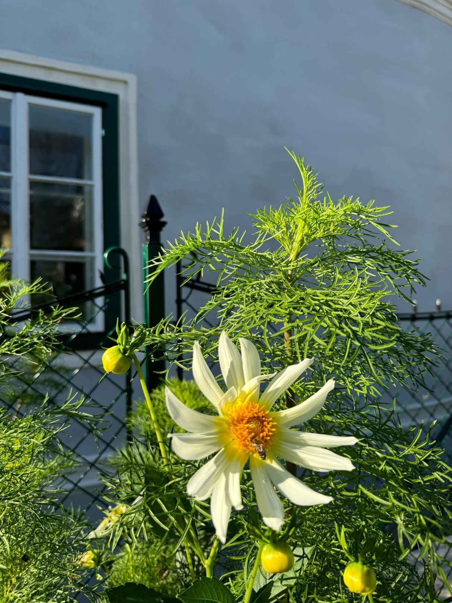 Podenhaus Bad Aussee Eksteriør bilde